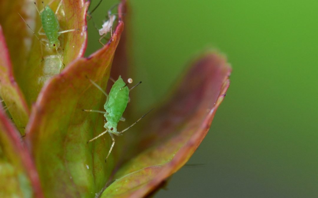 Get Rid of Aphids