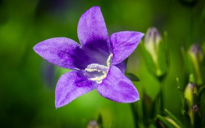 Is Campanula an indoor or outdoor plant?