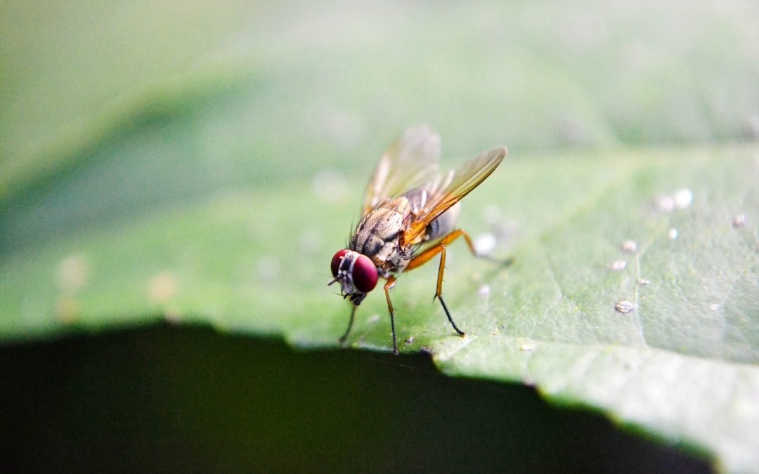 How to Remove Gnats from your plants.