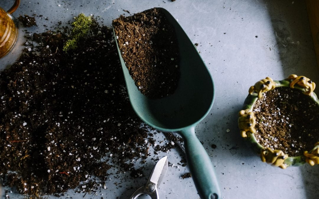The Best Potting Soil for Indoor Plants