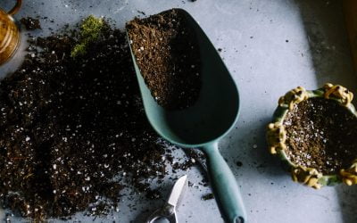 The Best Potting Soil for Indoor Plants