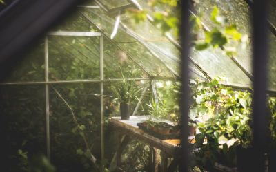 Your guide to growing indoor plants faster