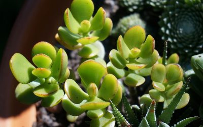 How Frequently To Water Your Jade Plant