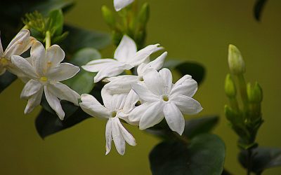 How to care for an indoor Jasmine Plant
