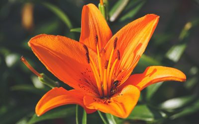 How to care for an Indoor Lilly Plant