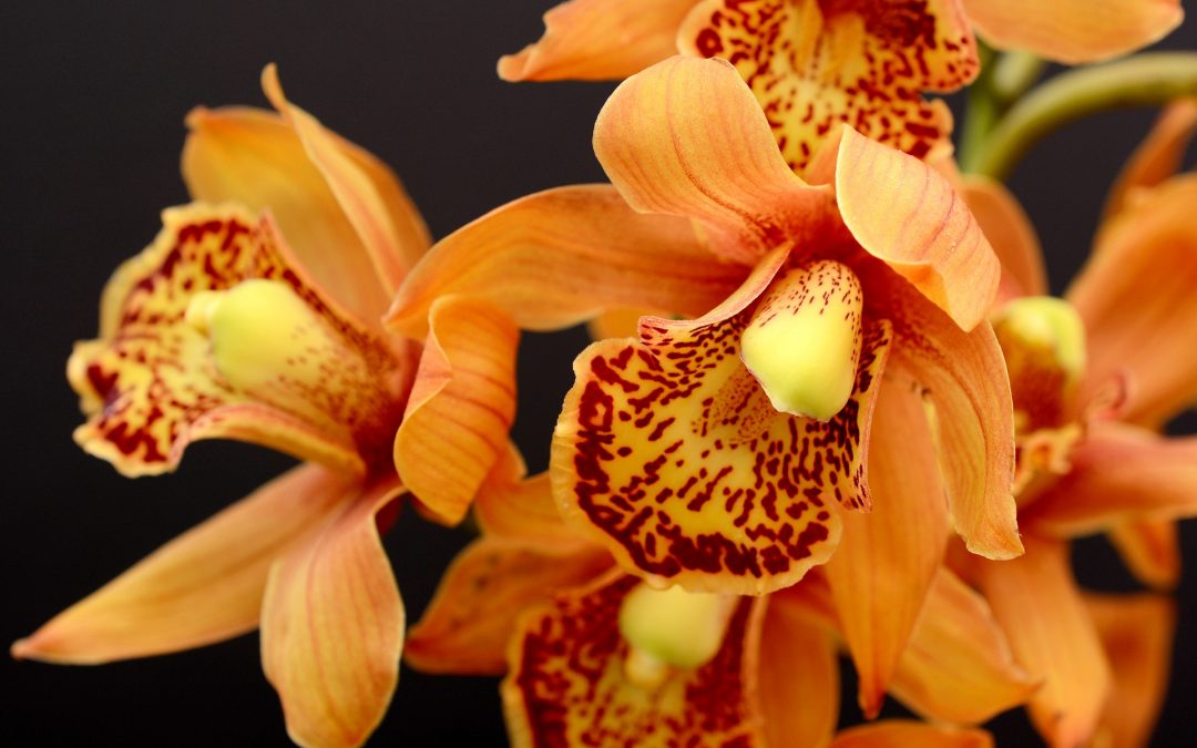 Orchids, the best indoor plant? or best left to Pros?