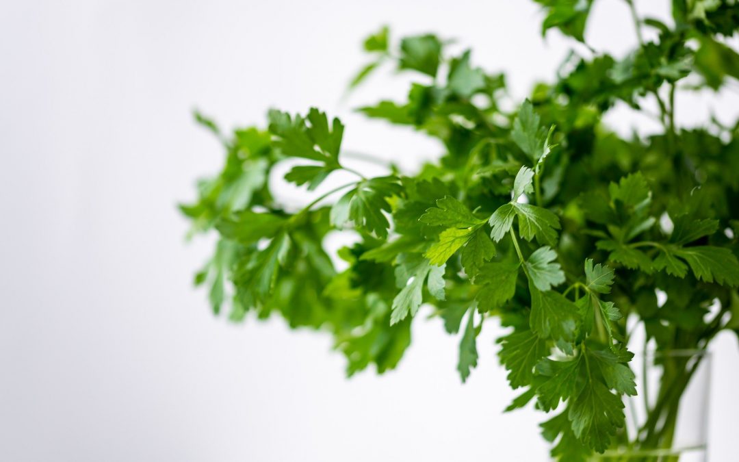 How to care for a Cilantro Plant