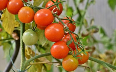 When to Plant Tomato Seeds indoors.