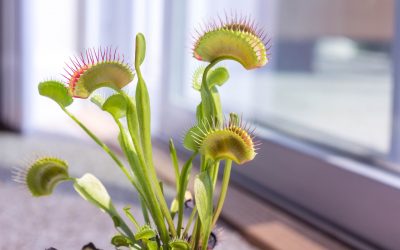 How to Grow a Carnivorous Plant Indoors